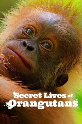 Secret Lives of Orangutans 2024 Dual Audio Hindi-English 480p 720p 1080p