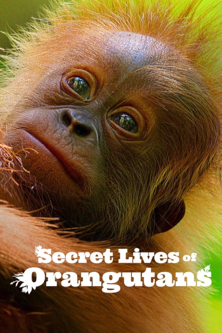 Secret Lives of Orangutans 2024 Dual Audio Hindi-English 480p 720p 1080p