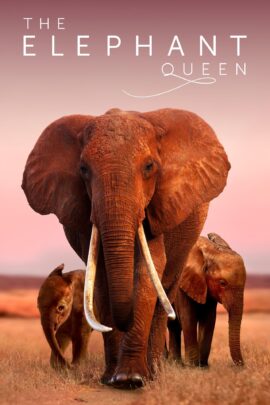 The Elephant Queen 2019 Dual Audio Hindi-English 480p 720p 1080p